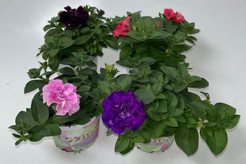 Petunia ORIGAMI MIX
