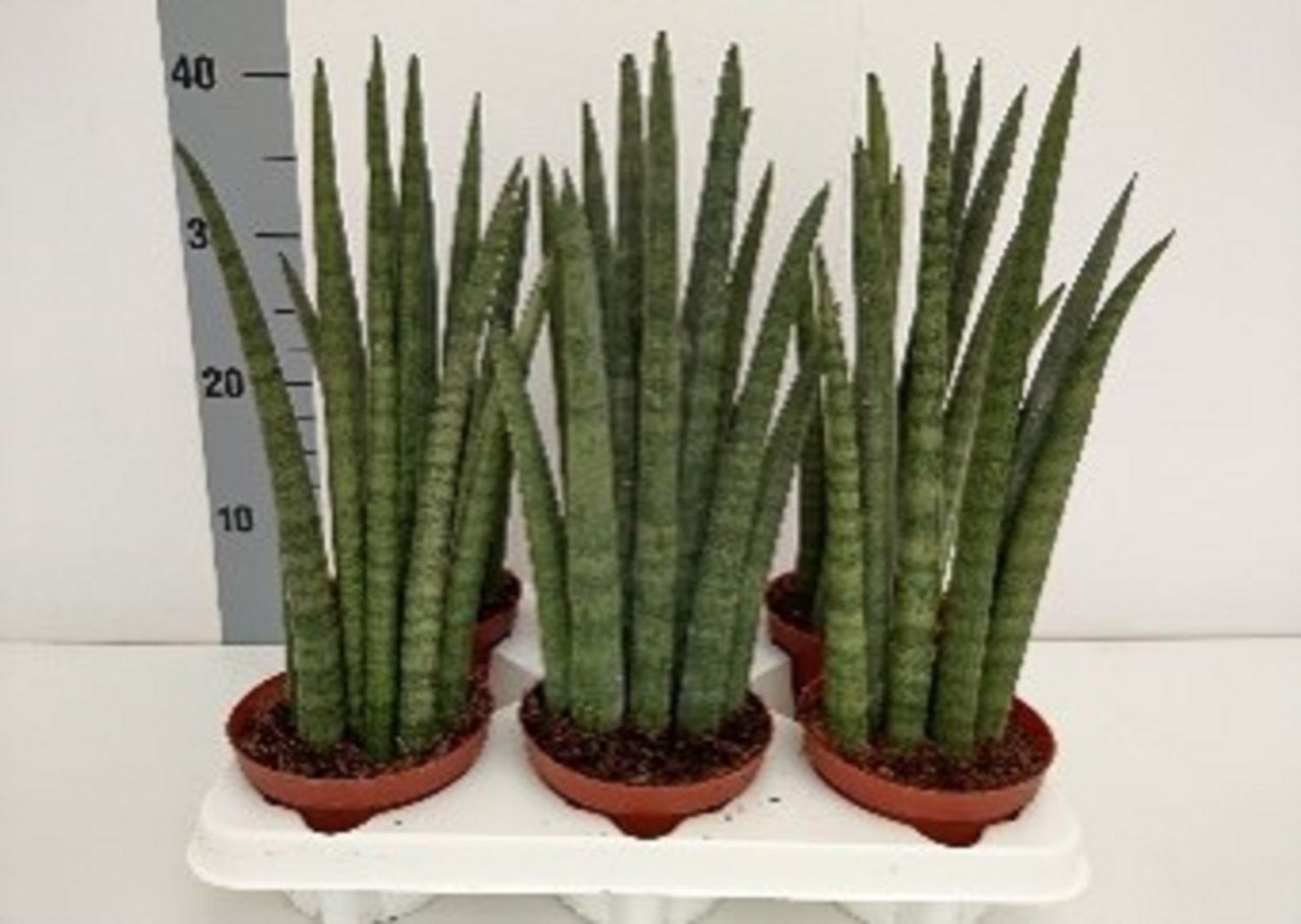 Sansevieria cylindrica MUSICA  Plant Wholesale FlorAccess