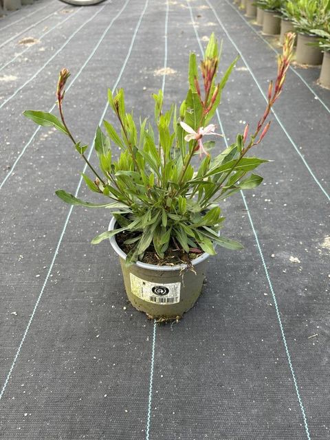 Gaura lindheimeri 'Gambit White'