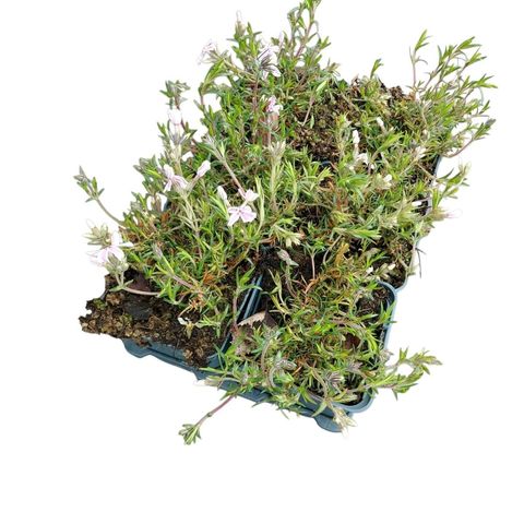 Phlox 'Candy Stripes'