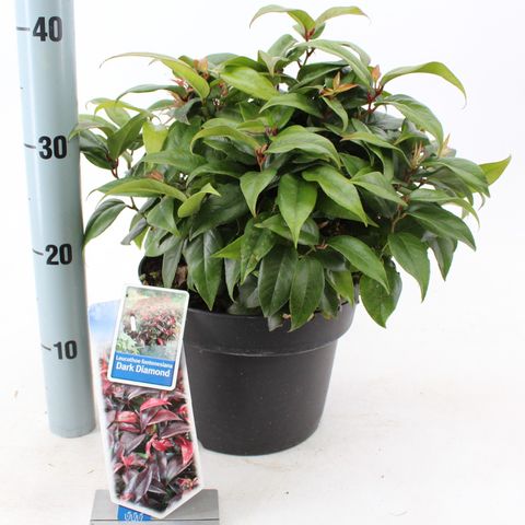 Leucothoe fontanesiana DARK DIAMOND