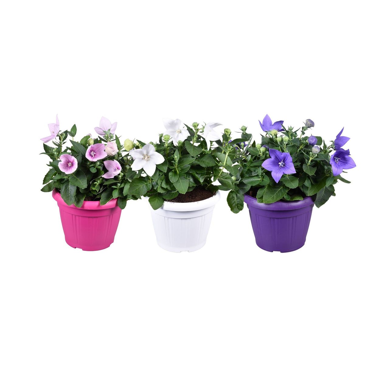 50 Semi Di Platycodon Grandiflorum - Miscela Colorata - Per Giardino O Balcone - Foto 2