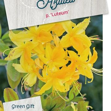 Rhododendron luteum