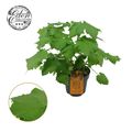 Sparrmannia africana