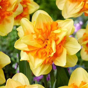 Narcissus 'Sun Catchers'