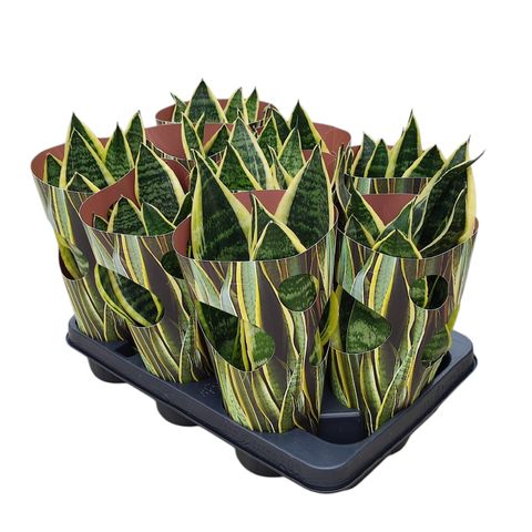 Sansevieria trifasciata