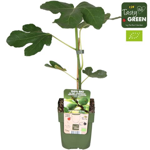 Ficus carica 'Brown Turkey'