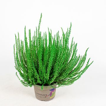 Calluna vulgaris PICASSO