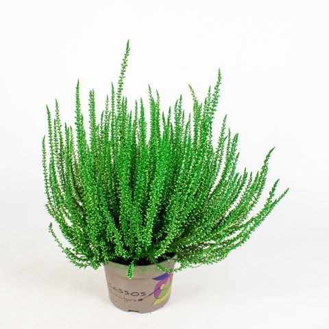 Calluna vulgaris PICASSO
