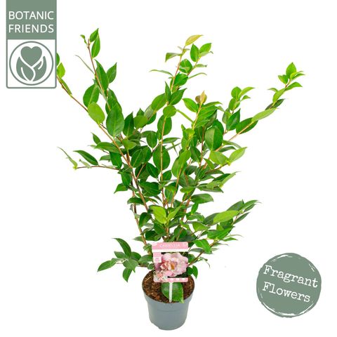 Camellia 'High Fragrance'