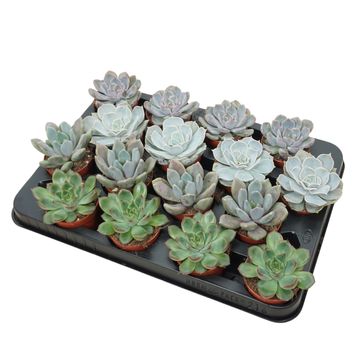 Echeveria MIX