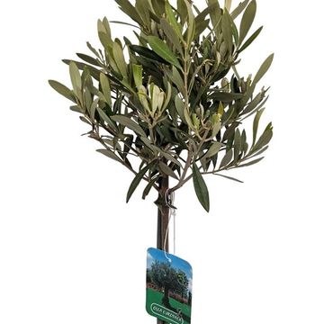 Olea europaea
