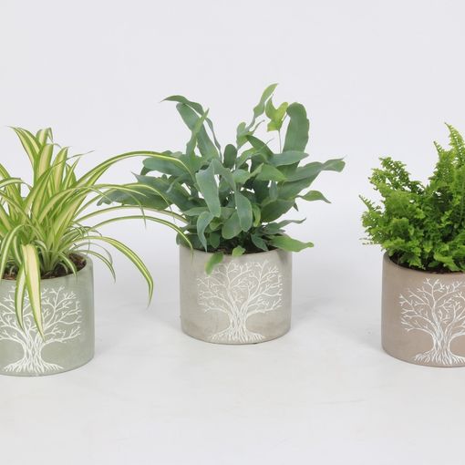 Plantas o interior MIX