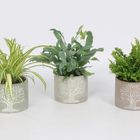 Plantas de interior MIX