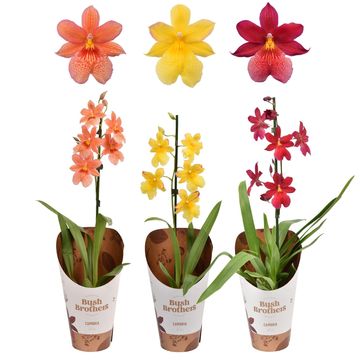 x Burrageara Nelly Isler MIX