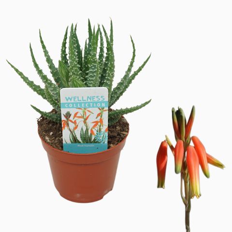 Aloe humilis