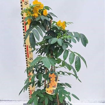 Senna corymbosa