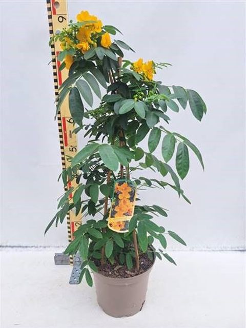 Senna corymbosa