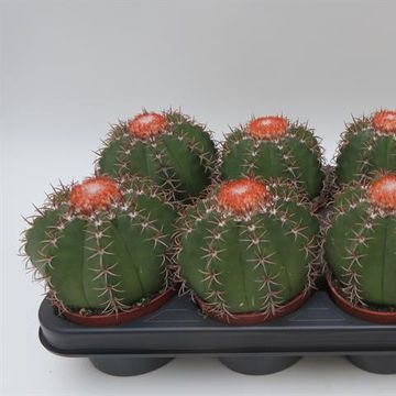 Melocactus matanzanus