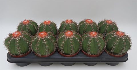 Melocactus matanzanus