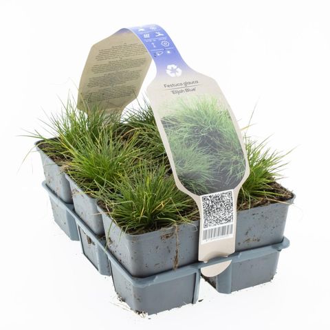 Festuca glauca 'Elijah Blue'