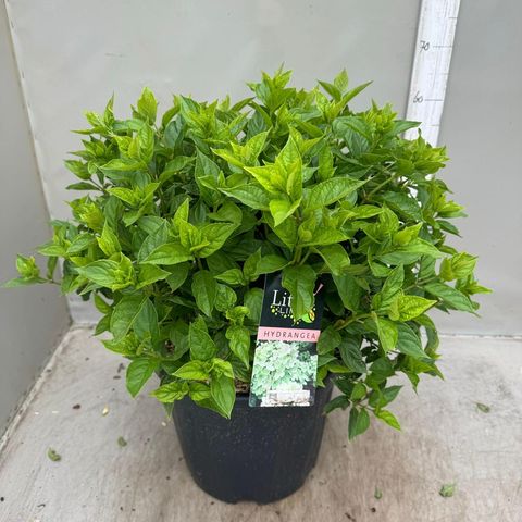 Hydrangea paniculata LITTLE LIME