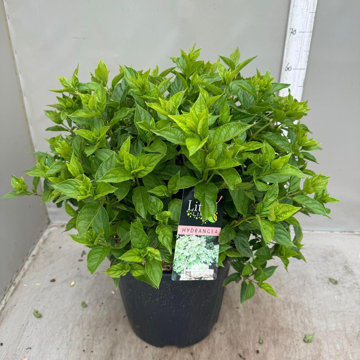Hydrangea Paniculata LITTLE LIME Plant Wholesale FlorAccess hydrangea-paniculata-little-lime-plant-wholesale-floraccess