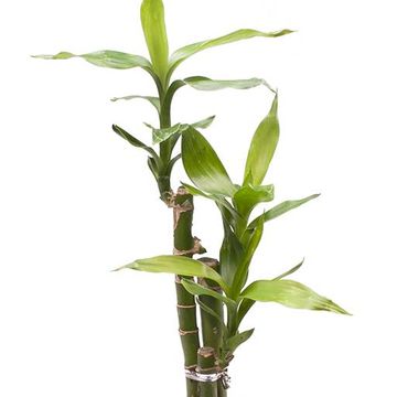 Dracaena braunii 'Lucky Bamboo'