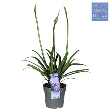 Agapanthus EVERPANTHUS POPPIN' STAR