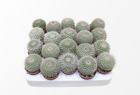 Mammillaria hahniana