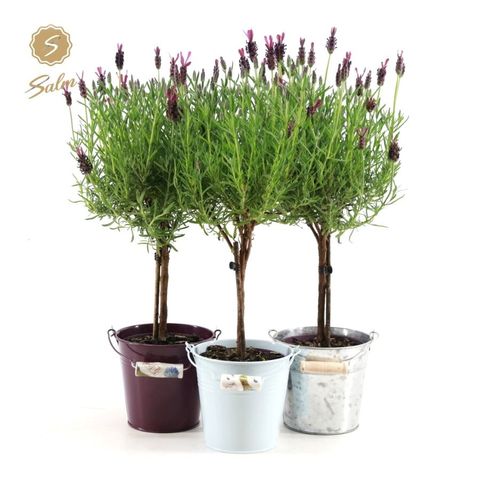 scindapsus pictus variegata Scindapsus Pictus Variegated  Velvety Silver-Patterned Trailing Plant |  4.5" Pot