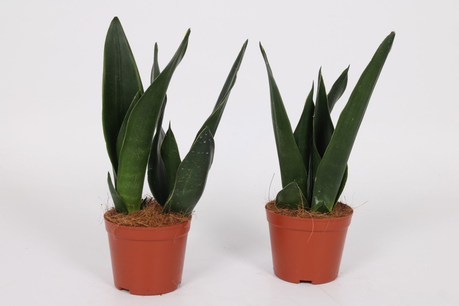 Sansevieria trifasciata 'Black Jade' — Plant Wholesale FlorAccess