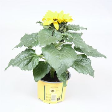 Helianthus annuus 'Sunsation'