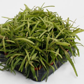 Lepismium bolivianum