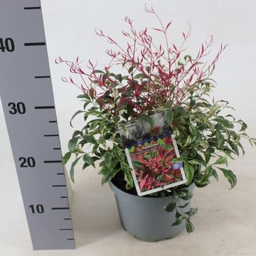 Nandina domestica 'Red Light'