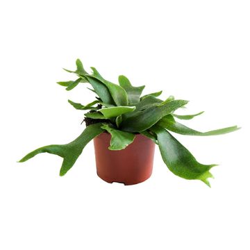 Platycerium alcicorne