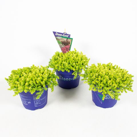 Sedum acre 'Aureum' — Plant Wholesale FlorAccess