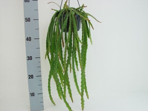 Lepismium cruciforme