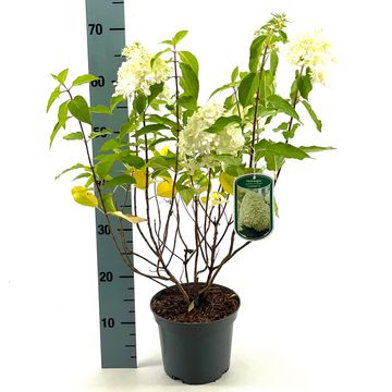 Hydrangea paniculata LITTLE SPOOKY