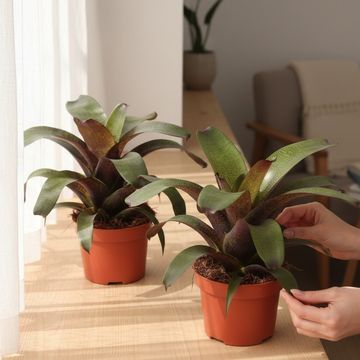Vriesea 'Tropical Night'