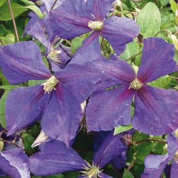 Clematis 'Jackmanii' (LL)