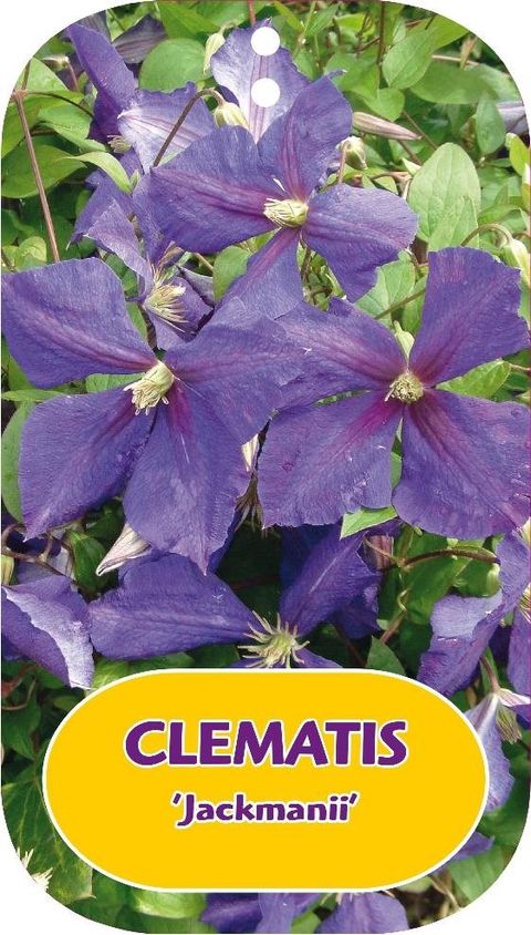 Clematis 'Жакмани' (LL)