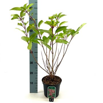 Гидрангея метельчатая 'Dharuma'