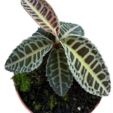 Labisia Sp No Id