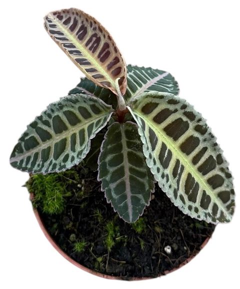 Labisia Sp No Id