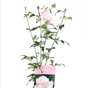 Hibiscus syriacus 'Lady Stanley'