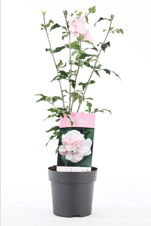 Hibiscus syriacus 'Lady Stanley'