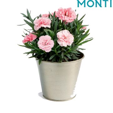 Dianthus OSCAR PINK