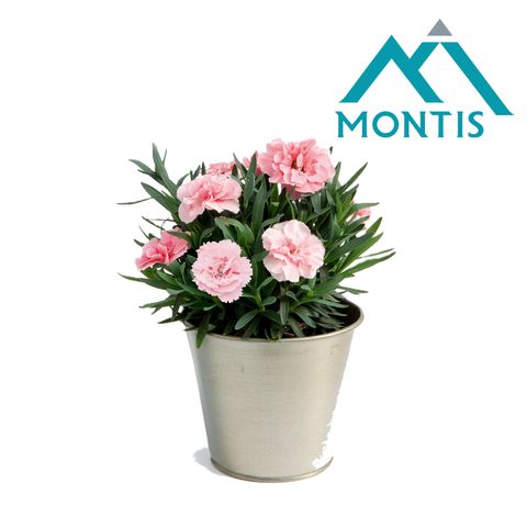 Диантус OSCAR PINK