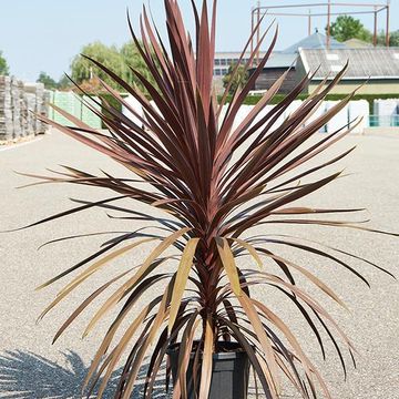 Cordyline australis 'Red Star'